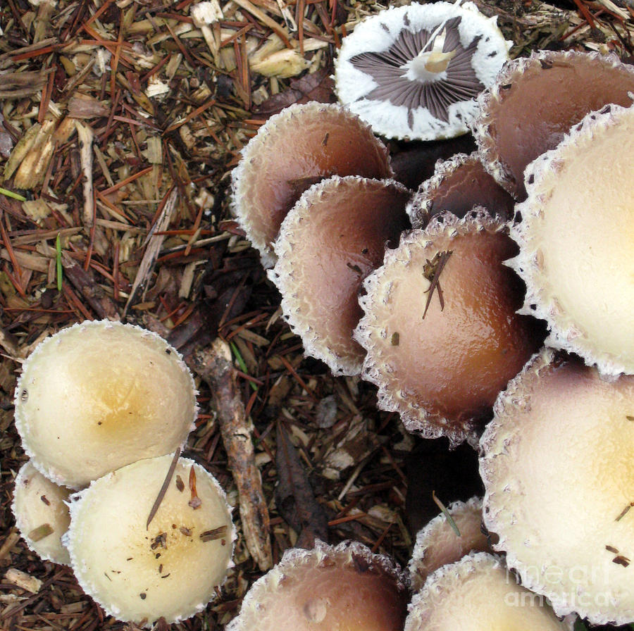 Mushroom Caps   Photograph by Ellen Miffitt