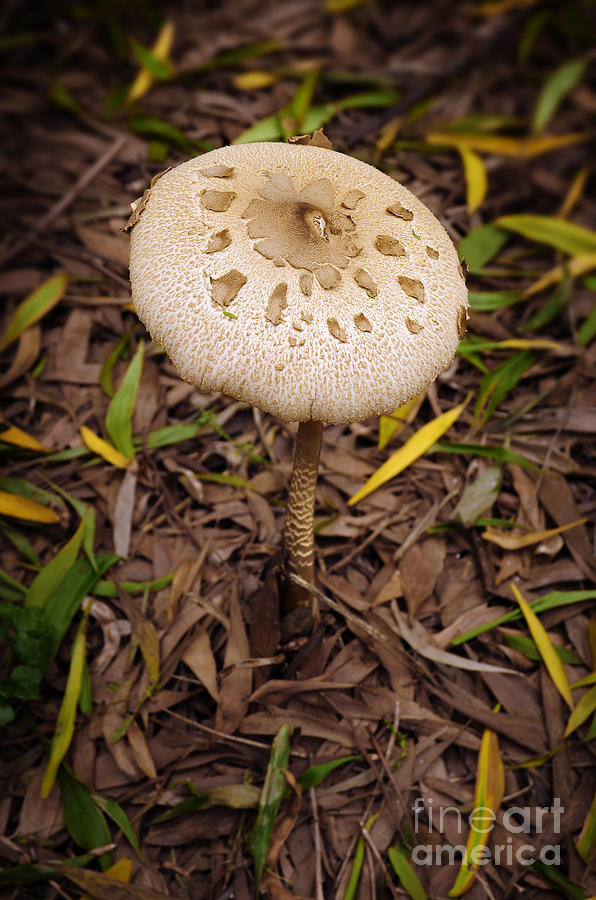 Fall Photograph - Mushroom by Carlos Caetano