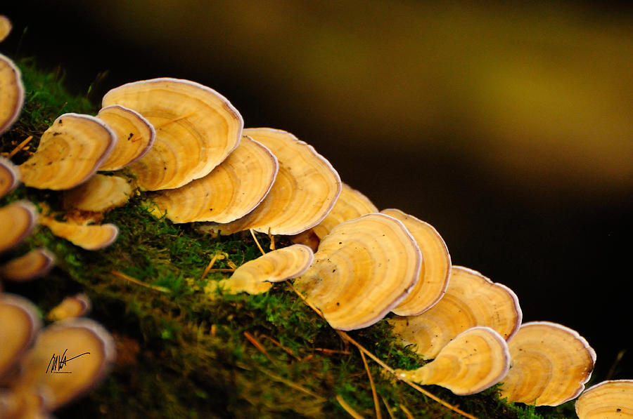 Mushroom Cascade Photograph by Mark Valentine