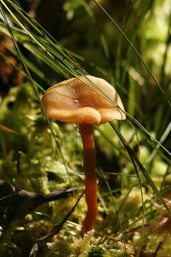 Mushroom Photograph by Cindi Ressler
