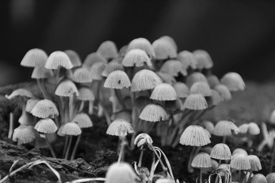 Mushroom Photograph - Mushroom Cluster -Atlanta Botanical Garden Black and White by Douglas Barnard