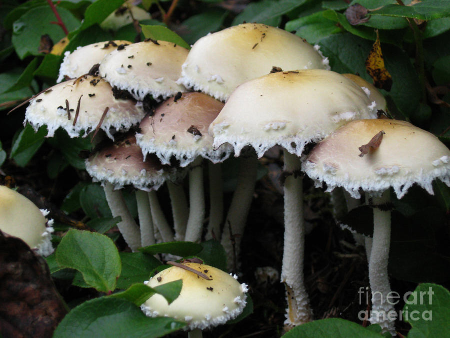 Mushroom Cluster Photograph by Ellen Miffitt