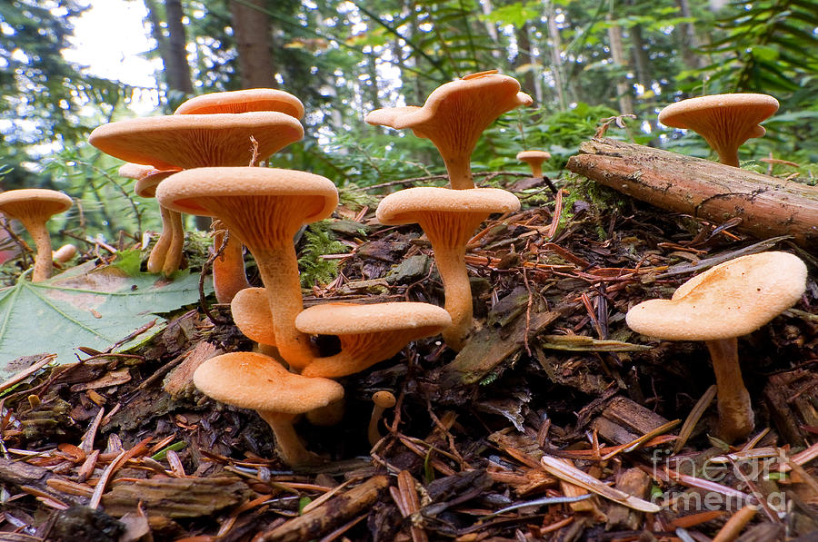 Mushroom Cluster Photograph by Terry Elniski