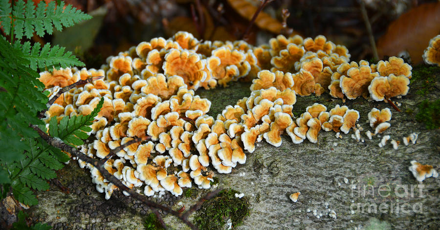 Mushroom Photograph - Mushroom Clusters by Christine Dekkers
