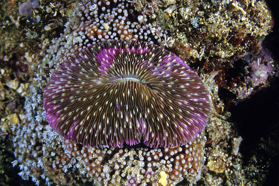 Mushroom Coral Photograph by Andrew J. Martinez