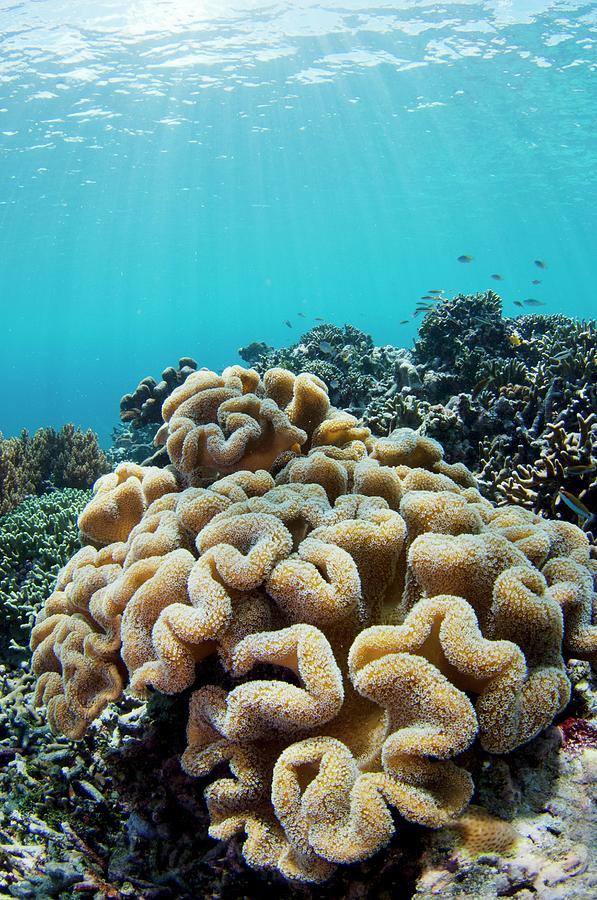 Mushroom Coral Growing On Healthy Reef Photograph by Scubazoo