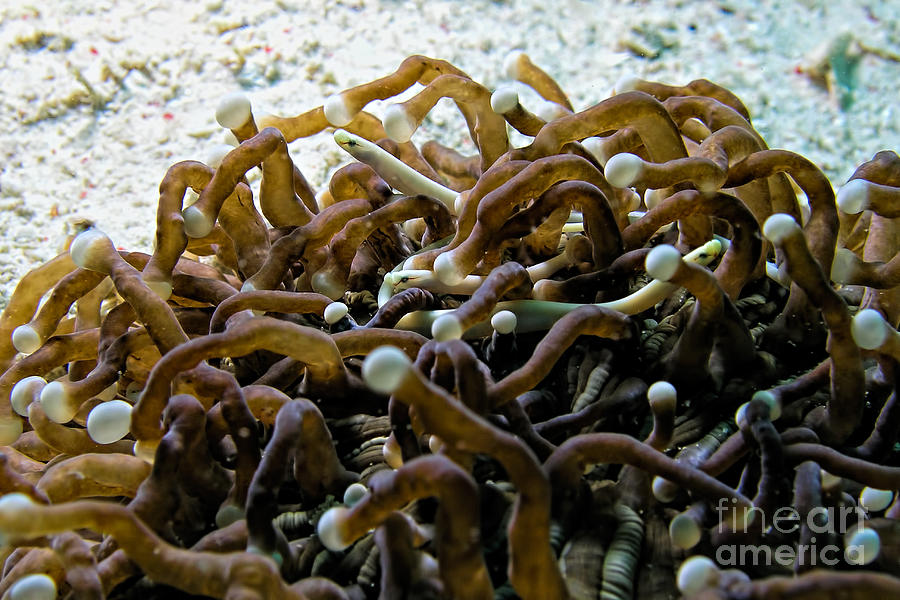 Mushroom Coral Pipefish Photograph by Joerg Lingnau