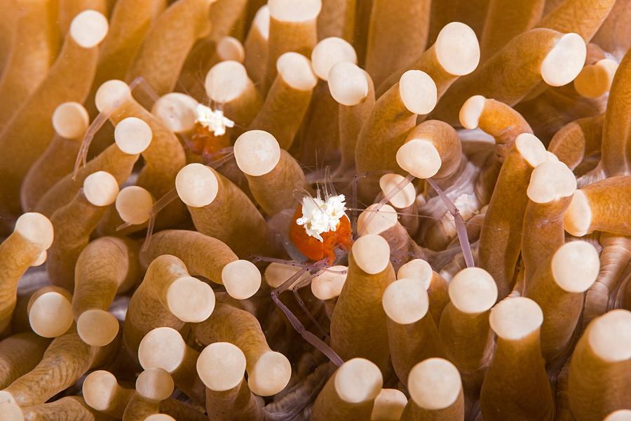 Mushroom Coral Shrimp Photograph by Andrew J. Martinez