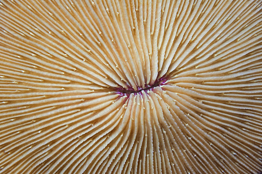Mushroom Coral Skeleton Photograph by Ingo Arndt