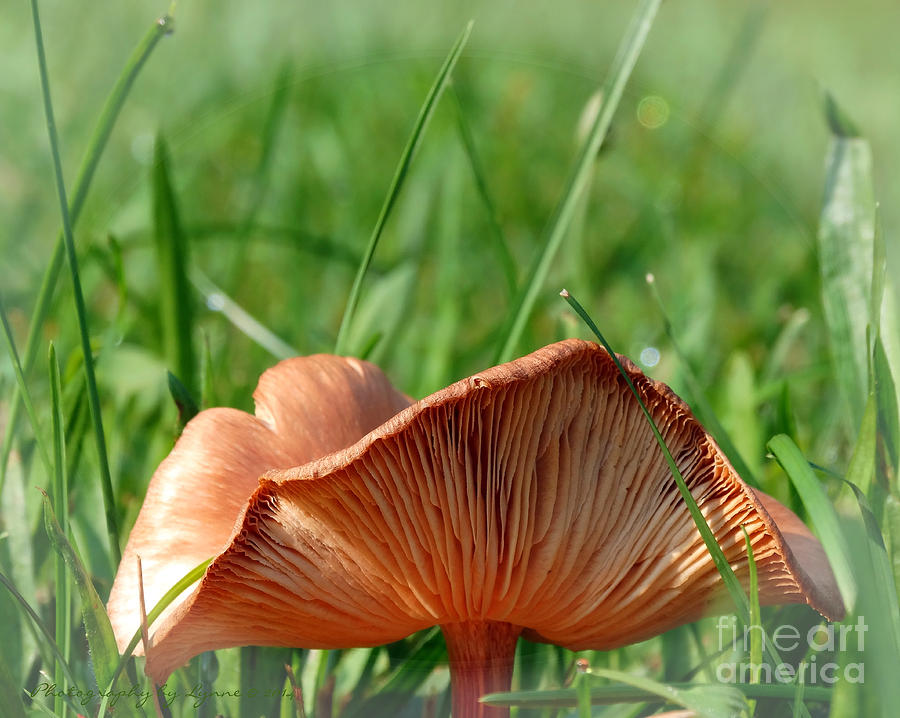 Mushroom Creases Photograph