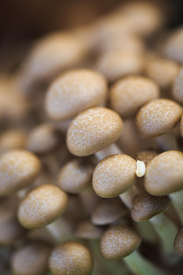 Mushroom Photograph - Mushroom Crop by Matthew Onheiber