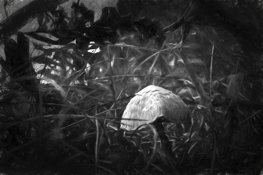 Mushroom Digital Art by Daniel Martin