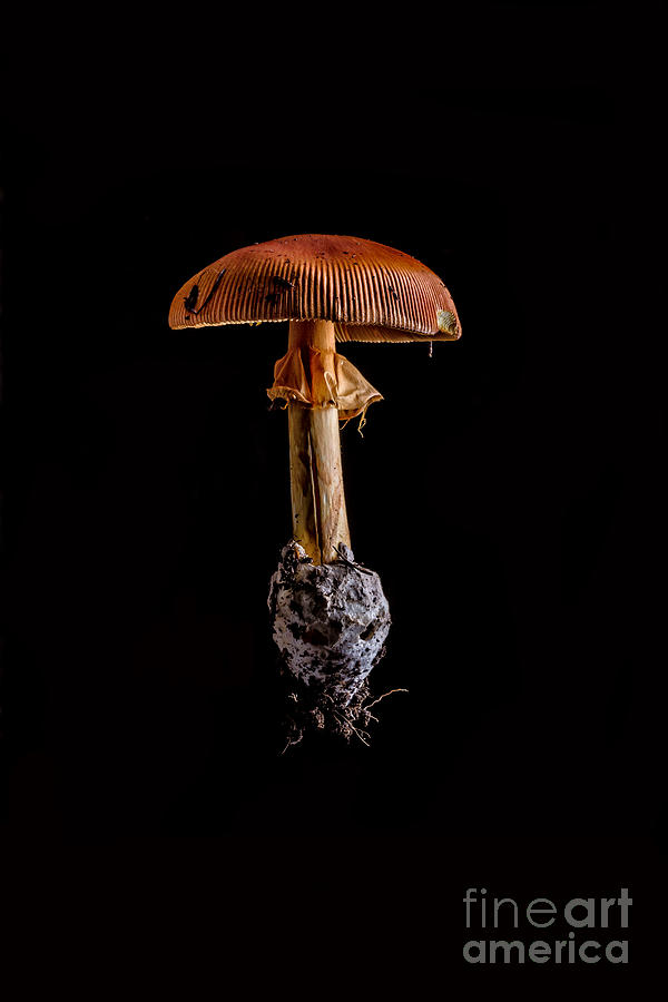 Mushroom Photograph by Edward Fielding