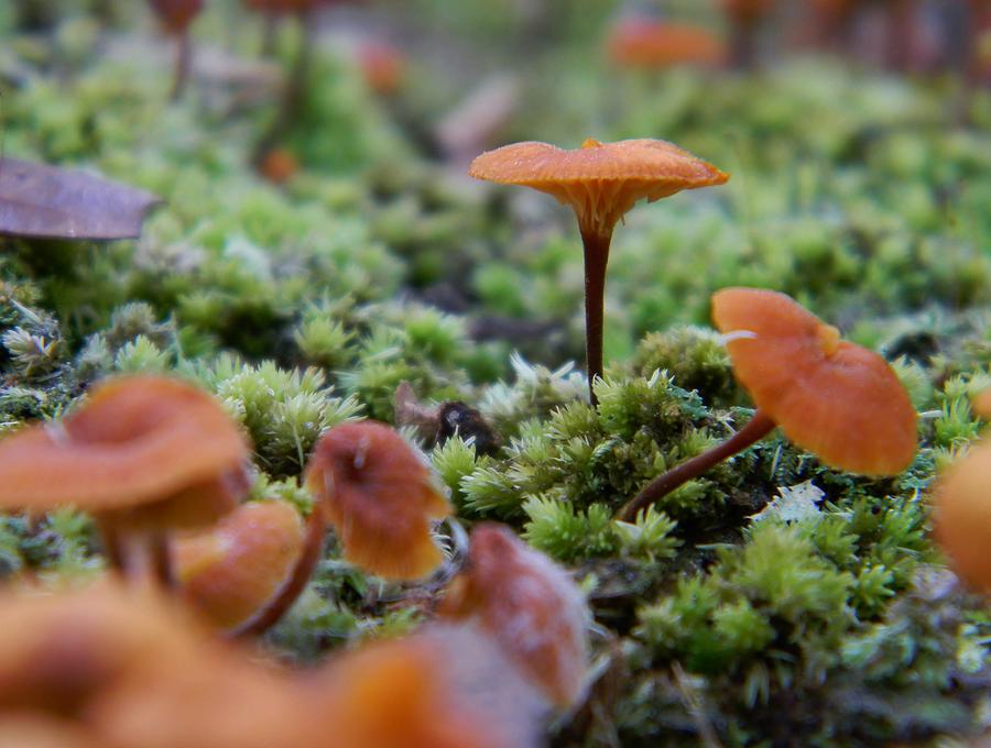Mushroom Environment 2 Photograph by Warren Thompson