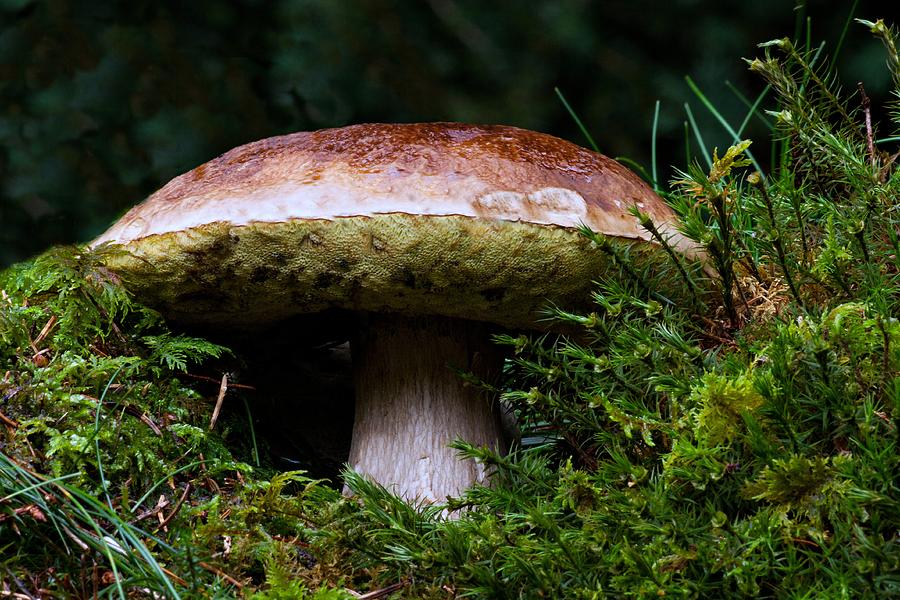 Mushroom Fairyland  Photograph by David Dehner