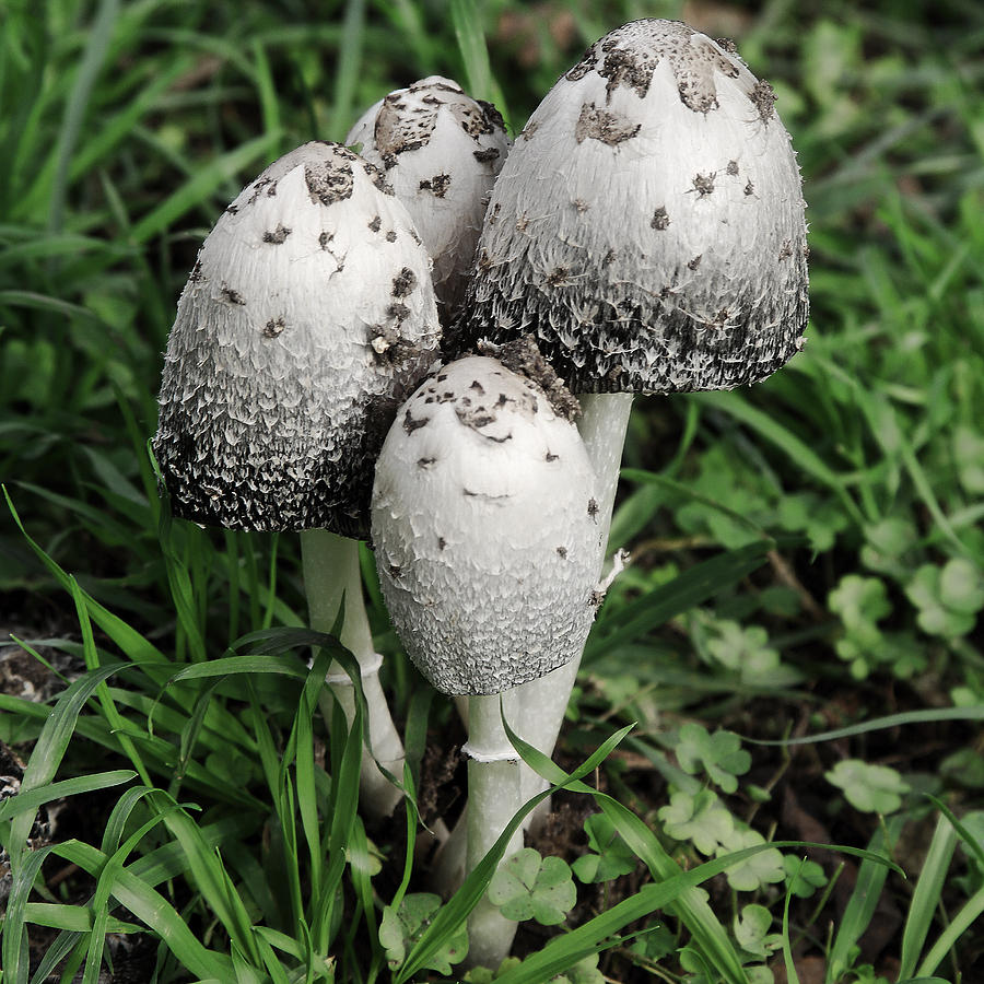 Nature Photograph - Mushroom Family Of Four by Viktor Savchenko