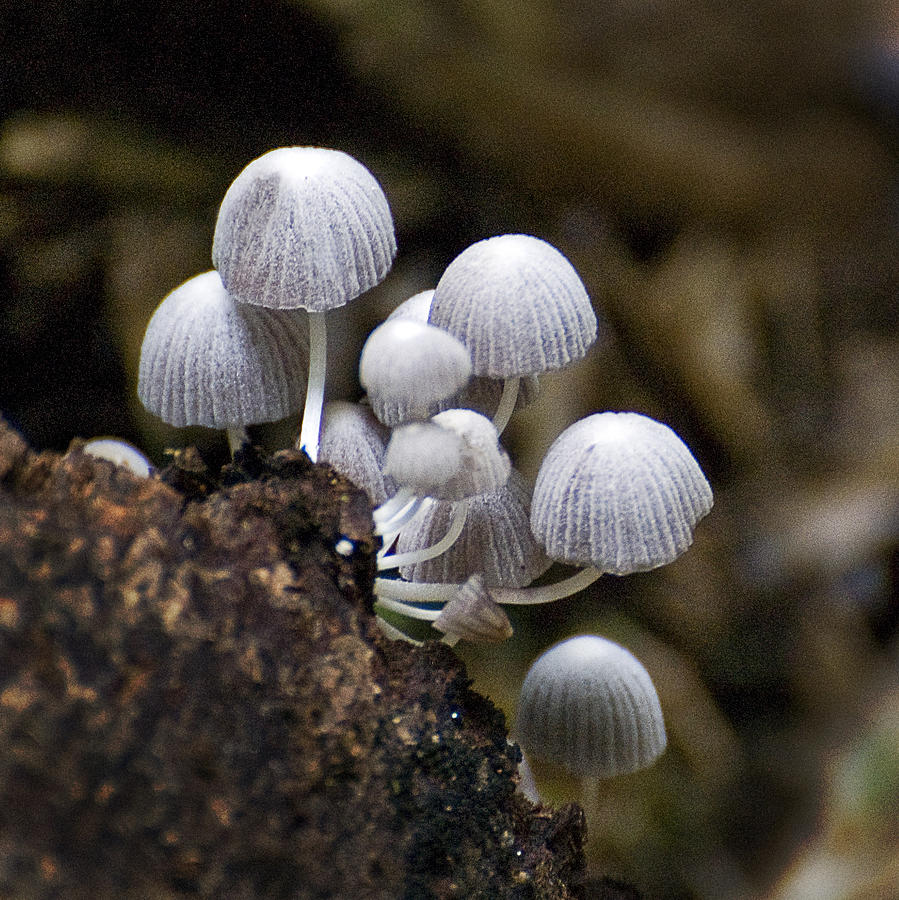 Mushroom Family Photograph by Patricia Bolgosano
