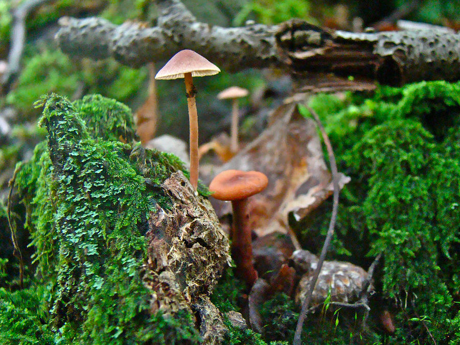 Mushroom Forest Garden Photograph by Carol Senske