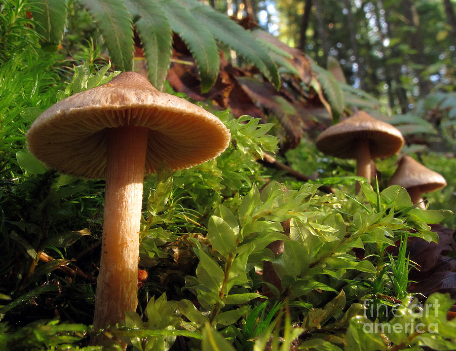 Mushroom forest Photograph by Inge Riis McDonald