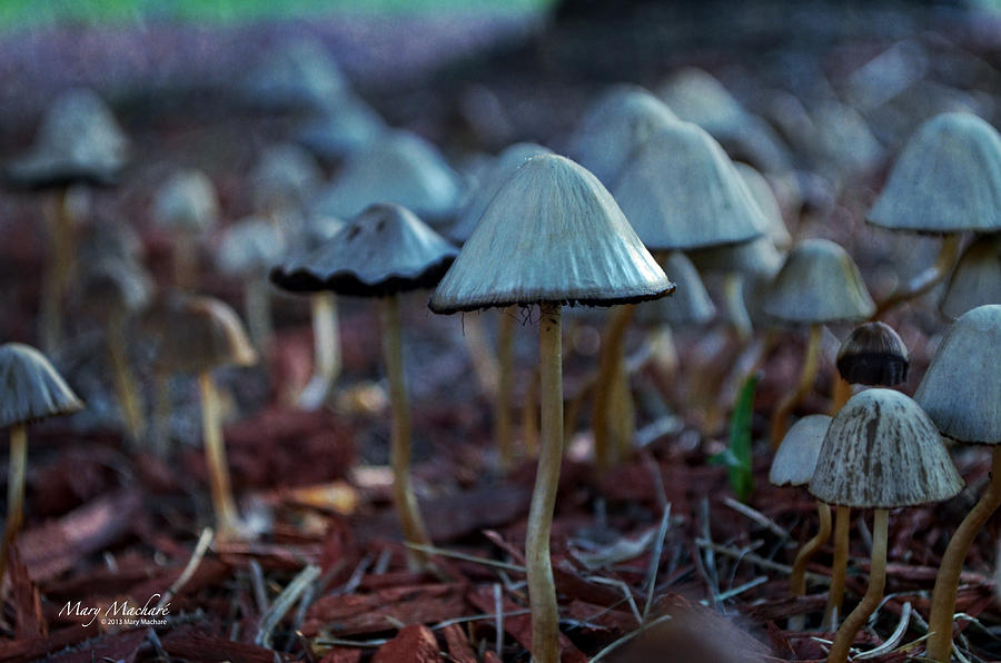 Mushroom Forest Photograph by Mary Machare