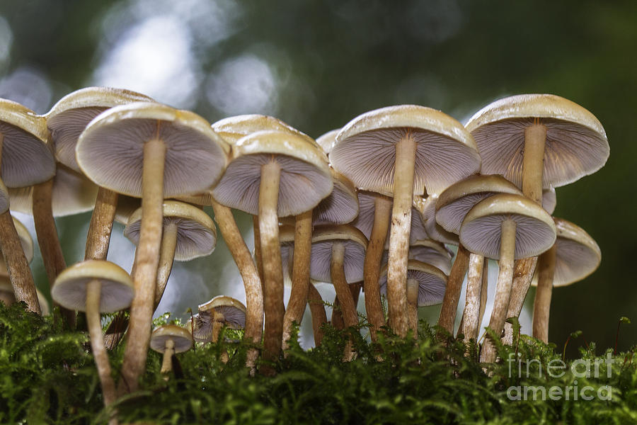 Mushroom Forest Photograph by Sonya Lang