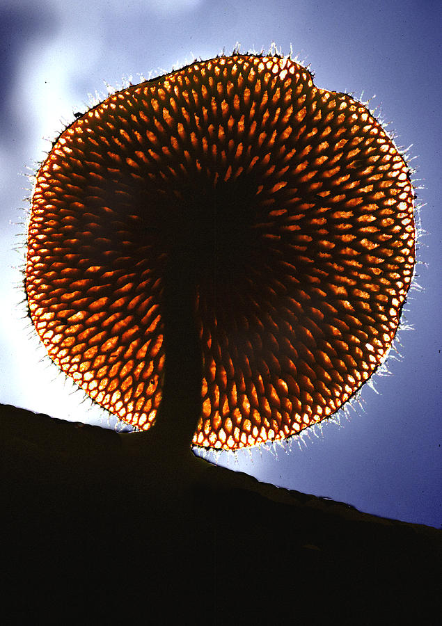 Mushroom Digital Art - Mushroom by Fred Leavitt