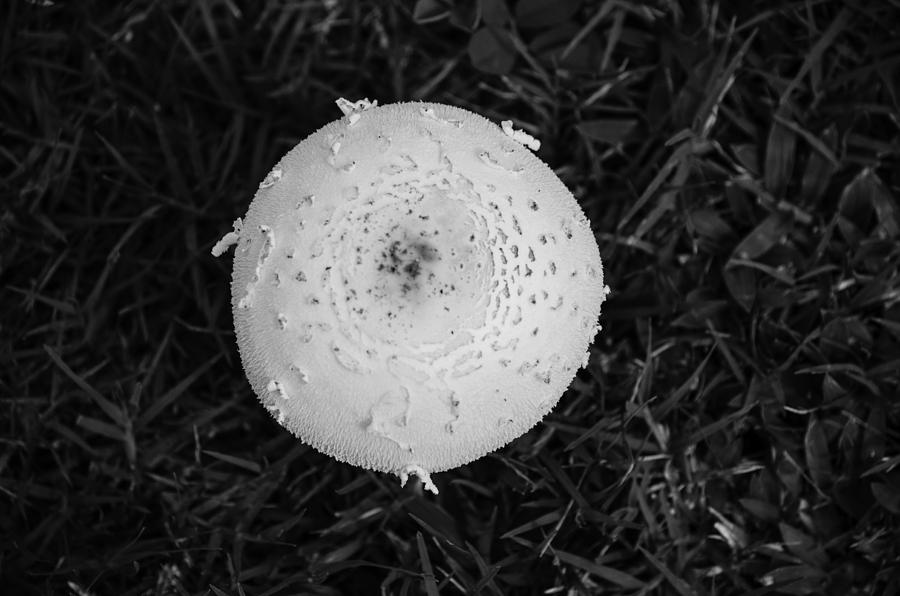 Mushroom Photograph - Mushroom From the Top by Brian Manley