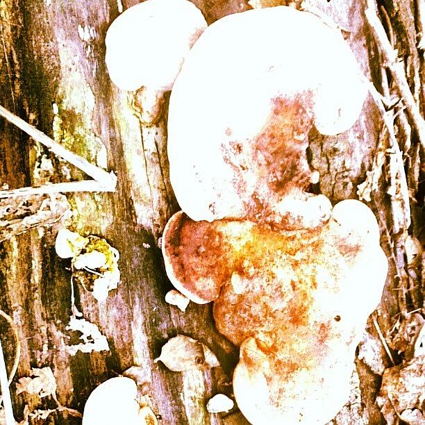 Mushroom Photograph - Mushroom Fungii by Genevieve Esson