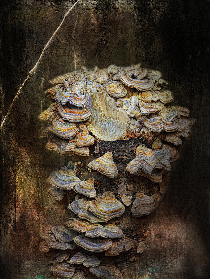 Nature Abstract Photograph - Mushroom Goddess by Sue Capuano