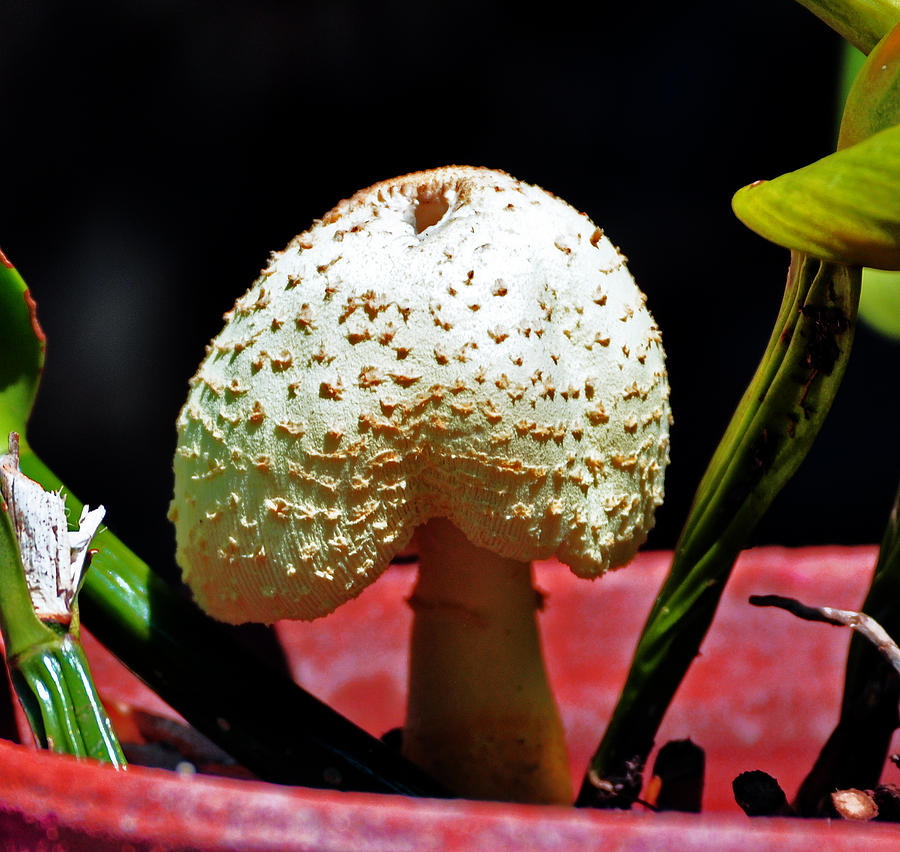 Mushroom Photograph - Mushroom head  by Davids Digits