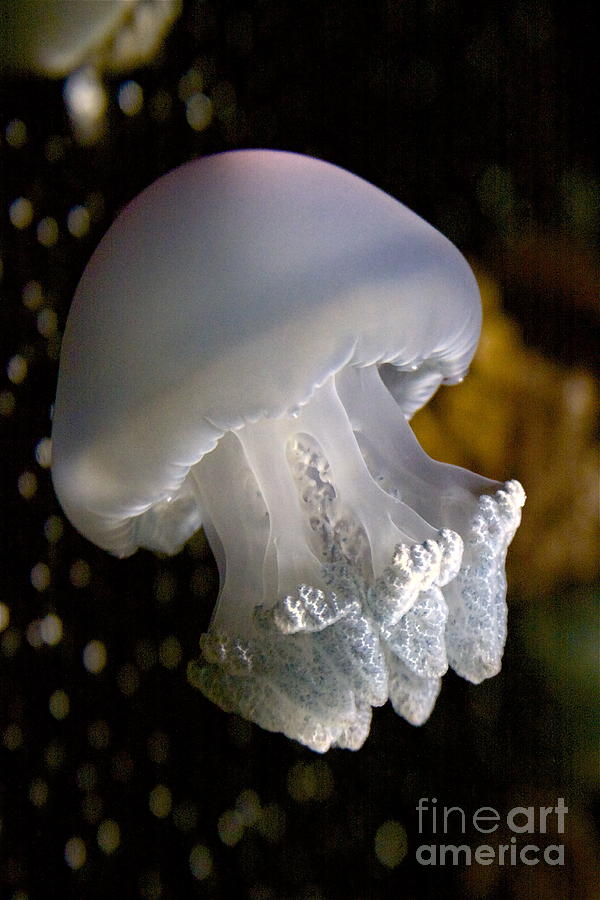 Fish Photograph - Mushroom Head Jelly by Xn Tyler