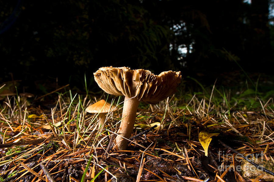 Mushroom Heaven 1 Photograph by Terry Elniski