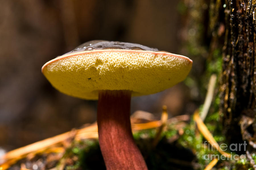 Mushroom Heaven 13 Photograph by Terry Elniski - Fine Art America