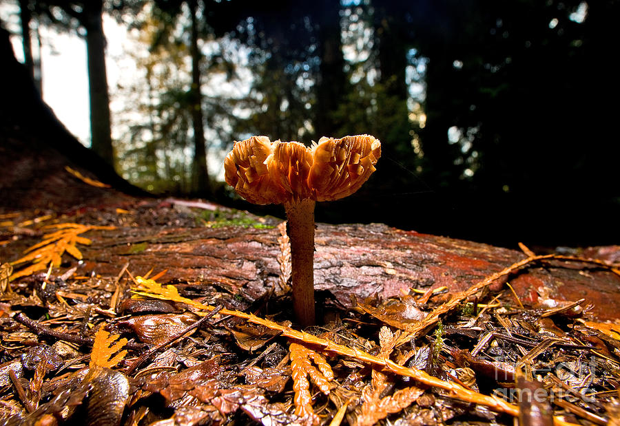 Mushroom Heaven 2 Photograph by Terry Elniski