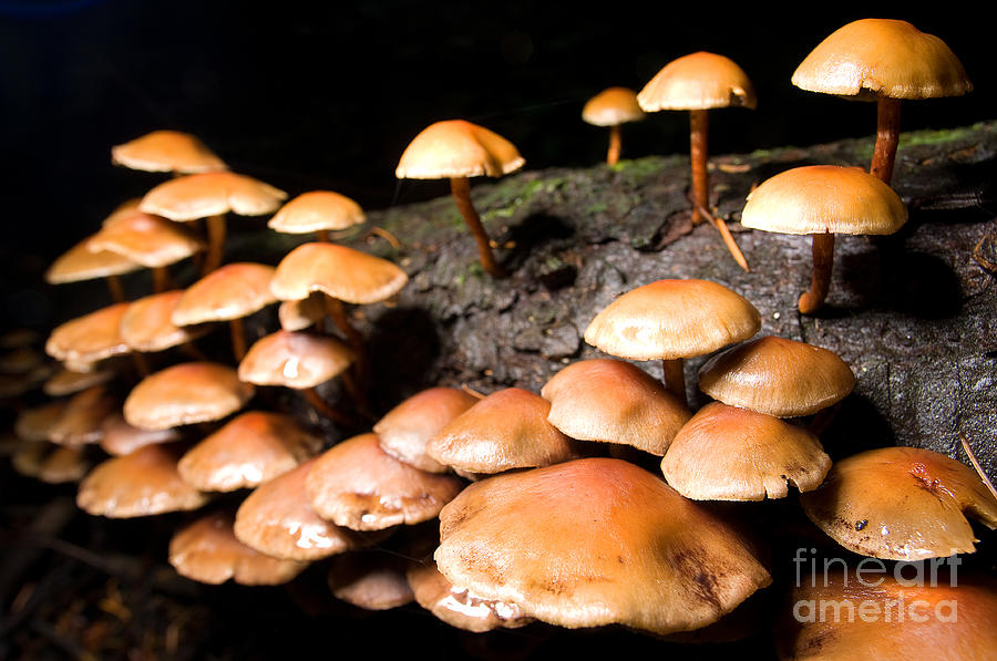 Mushroom Photograph - Mushroom Heaven 21 by Terry Elniski