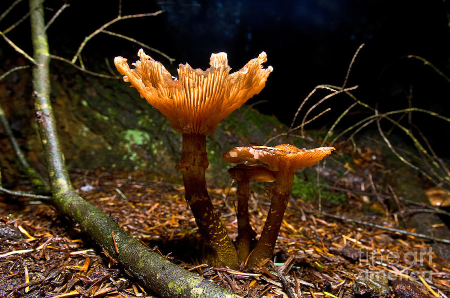 Mushroom Heaven 7 Photograph by Terry Elniski