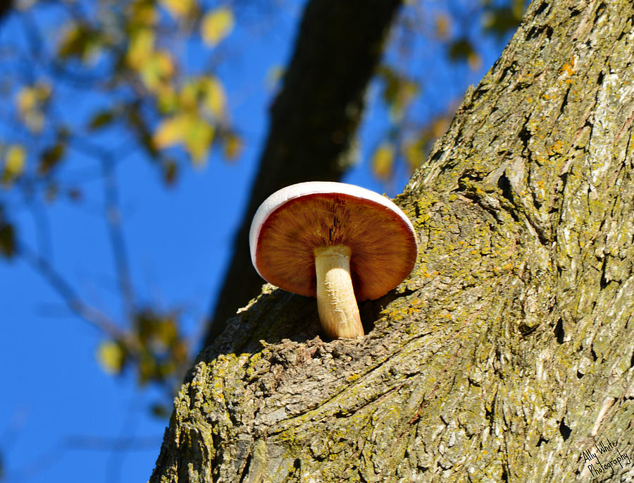 Mushroom in a Tree Photograph by Ally  White