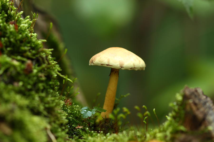 Mushroom In A Woodland Glade Photograph by Neal Wreford