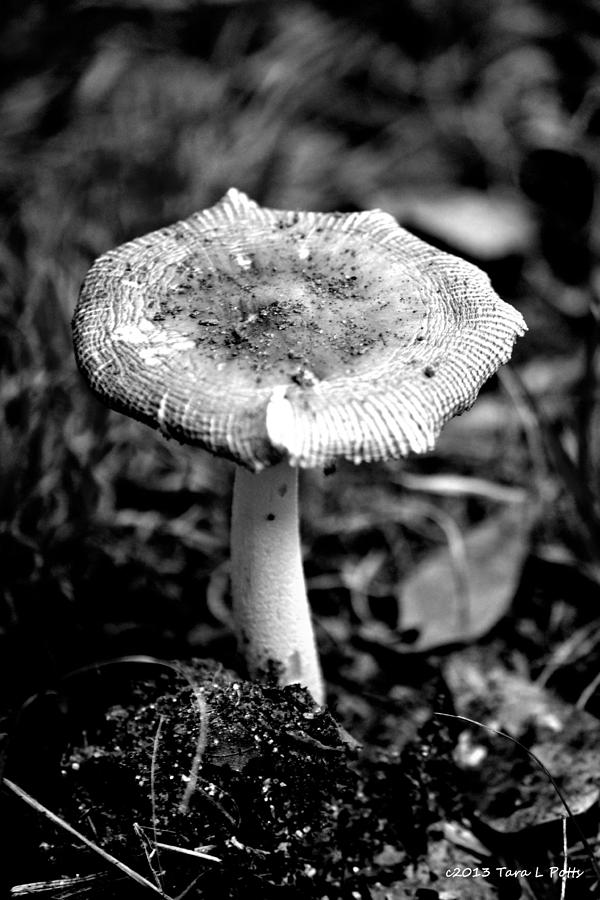 Mushroom in Black and White Photograph by Tara Potts