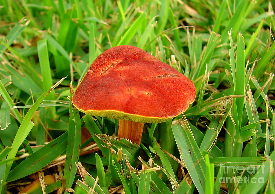 Mushroom Photograph - Mushroom in Orange by Lew Davis