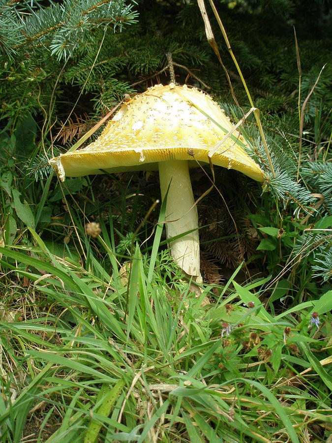 Mushroom in Pines Photograph by Lucinda VanVleck