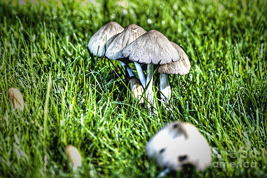 Mushroom in September HDR Photograph by Rich Collins