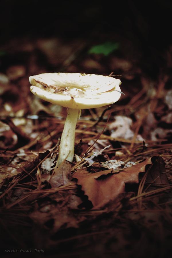Mushroom in Suns Light Photograph by Tara Potts