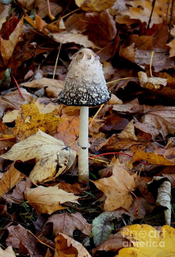 Mushroom in the forest Photograph by Susanne Baumann