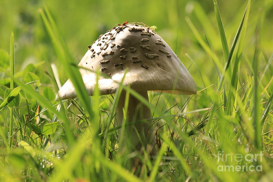 Mushroom in the grass Photograph by Amanda Mohler