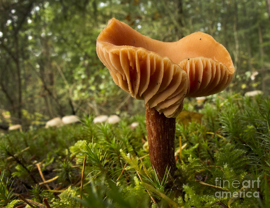 Mushroom Photograph by Inge Riis McDonald