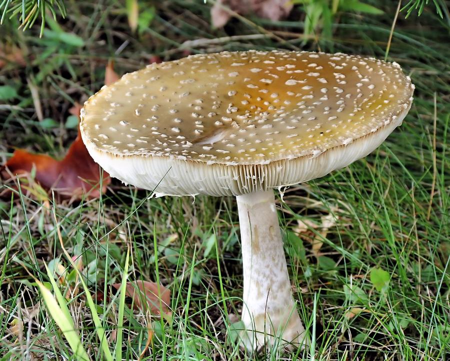 Mushroom Photograph by Janice Drew
