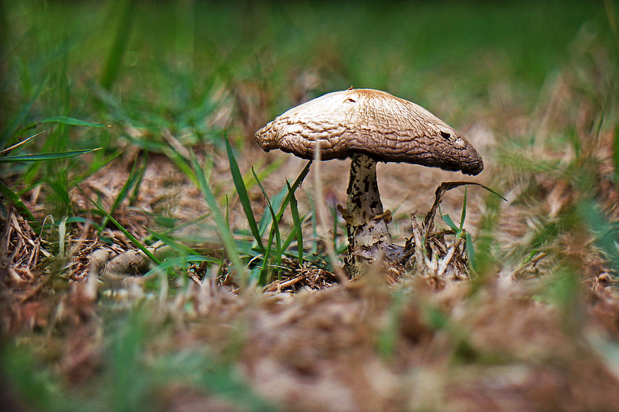Mushroom Photograph by Joe Myeress
