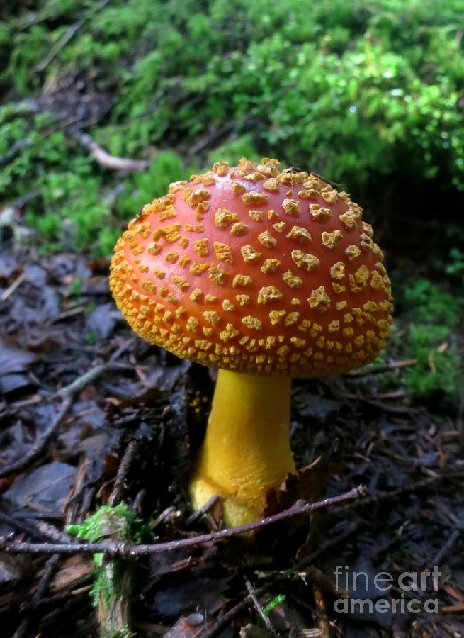 Mushroom Photograph by Jonathan Welch