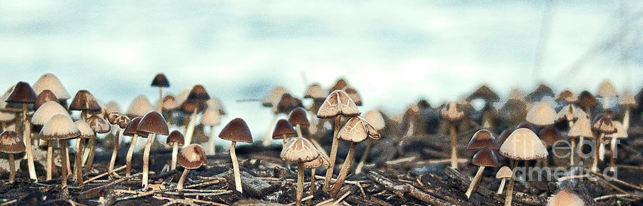 Mushroom Kingdom Photograph by Cassandra Buckley